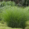 Miscanthus Gracillimus Maidenhair Grass Live Starter Plant – Outdoor Ornamental Grass Miscanthus Gracillimus Maidenhair Grass Live Starter Plant – Outdoor Ornamental Grass - Image 1