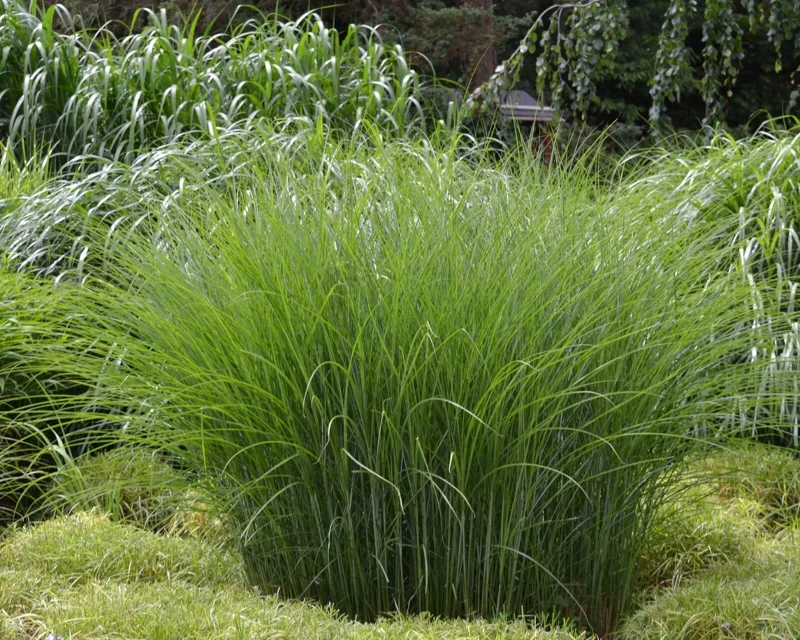 Miscanthus Gracillimus Maidenhair Grass Live Starter Plant – Outdoor Ornamental Grass - Image 1