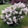 Miss Kim Lilac Live Plant – Fragrant Shrub – 6-12 Inch Tall – Quart Pot – Outdoor Miss Kim Lilac Live Plant – Fragrant Shrub – 6-12 Inch Tall – Quart Pot – Outdoor - Image 1