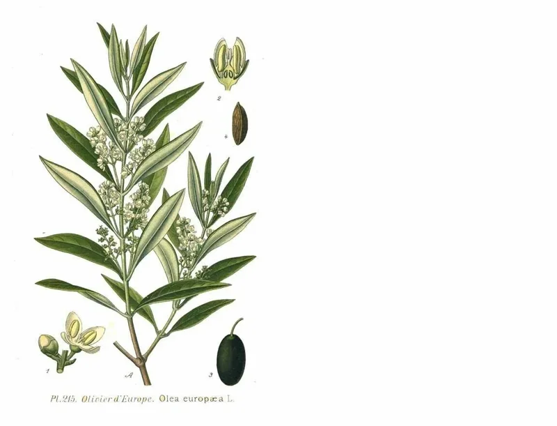 Mission Olive Tree Live Plant - Olea Europaea - Edible Olives Mission Olive Tree Live Plant - Olea Europaea - Edible Olives - Image 2