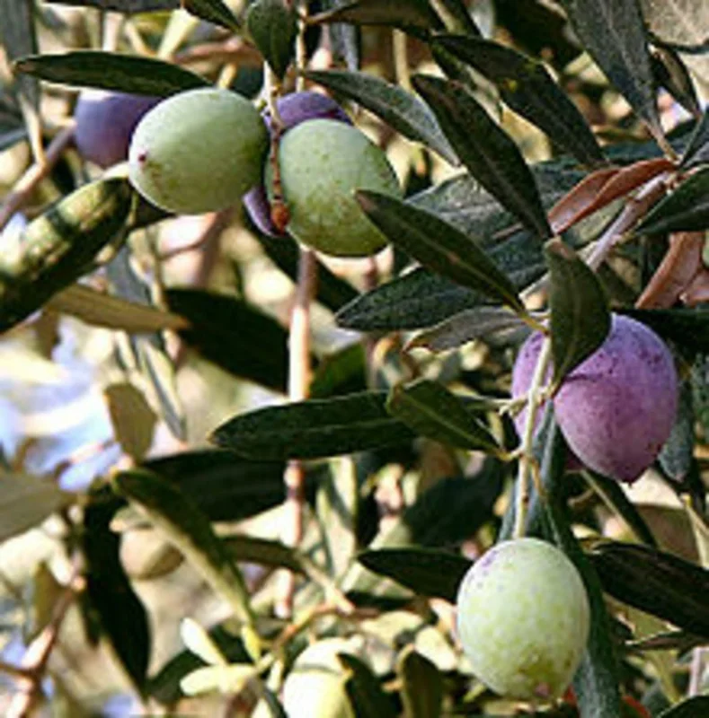 Mission Olive Tree Live Plant - Olea Europaea - Edible Olives Mission Olive Tree Live Plant - Olea Europaea - Edible Olives - Image 1