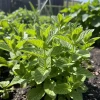 Mojito Mint Live Herb Plant – Fresh, Fragrant, Edible – 3.5 Inch Pot - Image 1