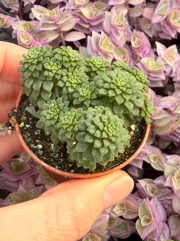 Monanthes Muralis Live Plant – Succulent – Compact – Indoor/Outdoor - Image 2