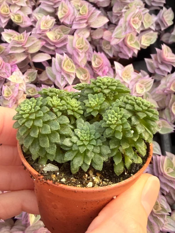 Monanthes Muralis Live Plant – Succulent – Compact – Indoor/Outdoor Monanthes Muralis Live Plant – Succulent – Compact – Indoor/Outdoor - Image 3