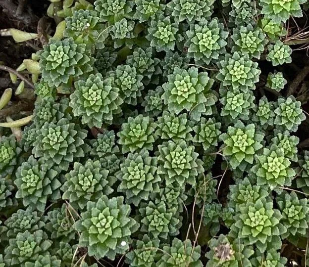 Monanthes Muralis Live Plant – Succulent – Compact – Indoor/Outdoor Monanthes Muralis Live Plant – Succulent – Compact – Indoor/Outdoor - Image 4