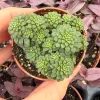 Monanthes Muralis Live Plant – Succulent – Compact – Indoor/Outdoor - Image 1