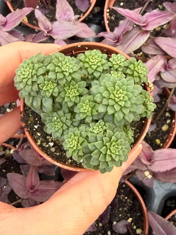 Monanthes Muralis Live Plant – Succulent – Compact – Indoor/Outdoor - Image 1