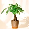 Money Tree Live Plant - 4" Pot, 4-7" Tall Houseplant for Office & Home Decor - Image 1