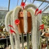 Monkey Tail Cactus Live Plant - 2 Inch Pot, 3-5" Tall Succulent Houseplant - Image 1