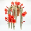 Monkey Tail Cactus Live Plant – 4-7 Inches Tall in 4 Inch Pot – Houseplant Succulent - Image 1