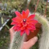 Monkey Tail Cactus Live Plant – Cleistocactus colademononis – 3 Inch Pot - Image 1
