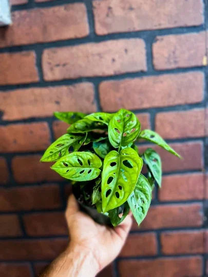 Monstera Adansonii Live Plant – Swiss Cheese Plant – 4" Pot – Indoor/Outdoor Tropical Monstera Adansonii Live Plant – Swiss Cheese Plant – 4" Pot – Indoor/Outdoor Tropical - Image 10