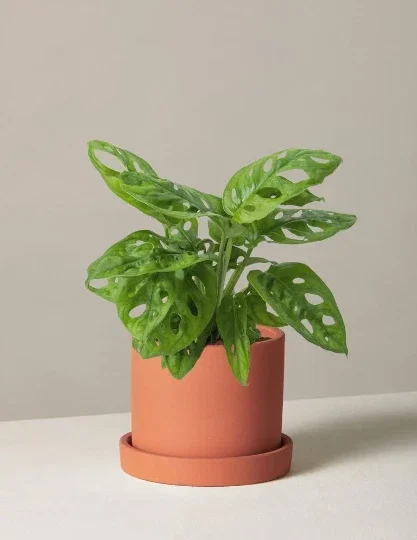 Monstera Adansonii Live Plant – Swiss Cheese Plant – 4" Pot – Indoor/Outdoor Tropical Monstera Adansonii Live Plant – Swiss Cheese Plant – 4" Pot – Indoor/Outdoor Tropical - Image 3