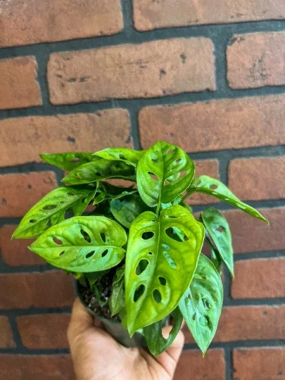 Monstera Adansonii Live Plant – Swiss Cheese Plant – 4" Pot – Indoor/Outdoor Tropical Monstera Adansonii Live Plant – Swiss Cheese Plant – 4" Pot – Indoor/Outdoor Tropical - Image 4