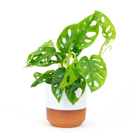 Monstera Adansonii Live Plant – Swiss Cheese Plant – 4" Pot – Indoor/Outdoor Tropical Monstera Adansonii Live Plant – Swiss Cheese Plant – 4" Pot – Indoor/Outdoor Tropical - Image 5