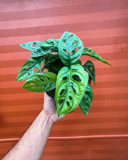 Monstera Adansonii Live Plant – Swiss Cheese Plant – 4" Pot – Indoor/Outdoor Tropical Monstera Adansonii Live Plant – Swiss Cheese Plant – 4" Pot – Indoor/Outdoor Tropical - Image 7