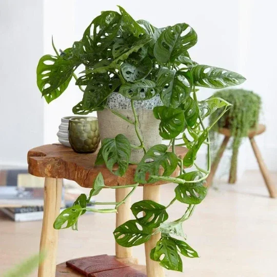 Monstera Adansonii Live Plant – Swiss Cheese Plant – 4" Pot – Indoor/Outdoor Tropical Monstera Adansonii Live Plant – Swiss Cheese Plant – 4" Pot – Indoor/Outdoor Tropical - Image 9