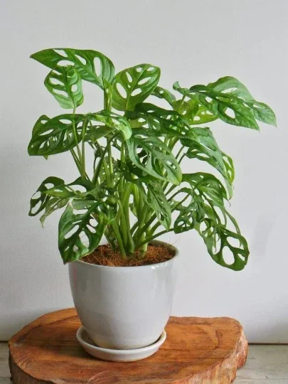 Monstera Adansonii Live Plant – Swiss Cheese Plant in 6" Pot – Indoor/Outdoor Tropical - Image 2