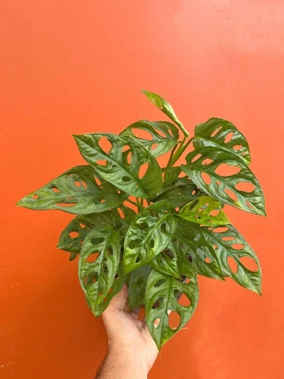 Monstera Adansonii Live Plant – Swiss Cheese Plant in 6" Pot – Indoor/Outdoor Tropical - Image 1