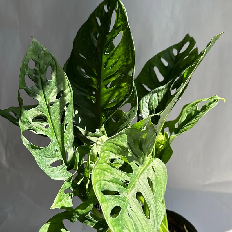Monstera Adansonii Swiss Cheese Live Plant 6" Pot Indoor - Image 2