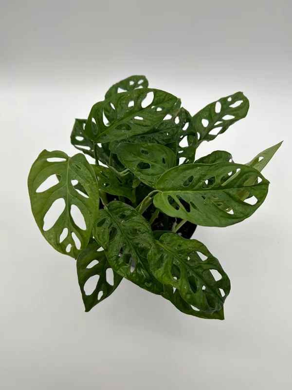 Monstera Adansonii Swiss Cheese Live Plant 6" Pot Indoor Monstera Adansonii Swiss Cheese Live Plant 6" Pot Indoor - Image 3