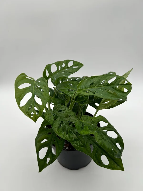 Monstera Adansonii Swiss Cheese Live Plant 6" Pot Indoor Monstera Adansonii Swiss Cheese Live Plant 6" Pot Indoor - Image 4