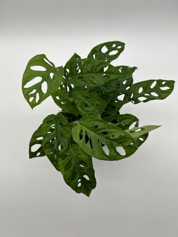 Monstera Adansonii Swiss Cheese Live Plant 6" Pot Indoor Monstera Adansonii Swiss Cheese Live Plant 6" Pot Indoor - Image 5