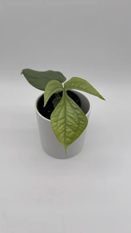 Monstera Amydrium Silver Spiderman Live Plant, 4 Inch Pot, Rare Tropical Houseplant Monstera Amydrium Silver Spiderman Live Plant, 4 Inch Pot, Rare Tropical Houseplant - Image 3