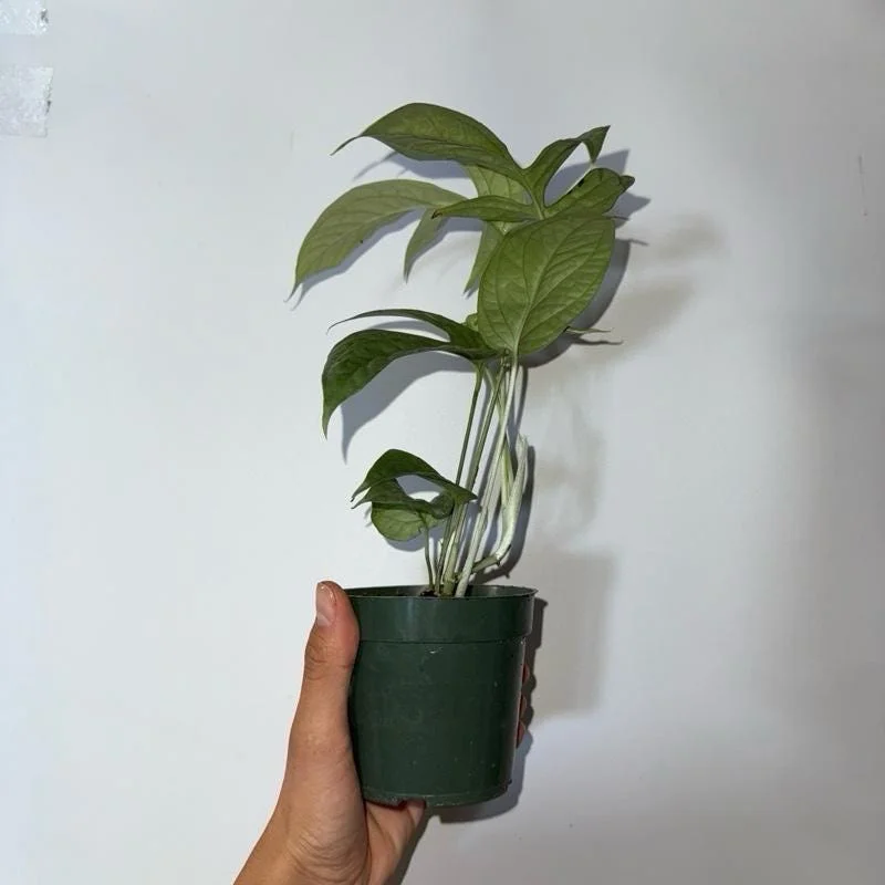 Monstera Amydrium Silver Spiderman Live Plant, 4 Inch Pot, Rare Tropical Houseplant Monstera Amydrium Silver Spiderman Live Plant, 4 Inch Pot, Rare Tropical Houseplant - Image 4