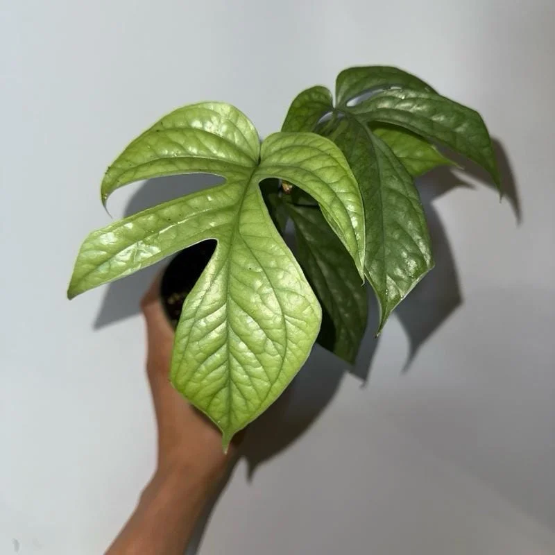 Monstera Amydrium Silver Spiderman Live Plant - Rare Tropical 4" Pot - Image 1