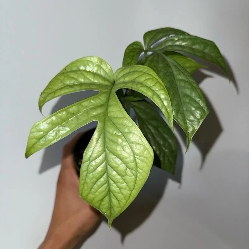 Monstera Amydrium Silver Spiderman Live Plant - Rare Tropical 4" Pot Monstera Amydrium Silver Spiderman Live Plant - Rare Tropical 4" Pot - Image 3