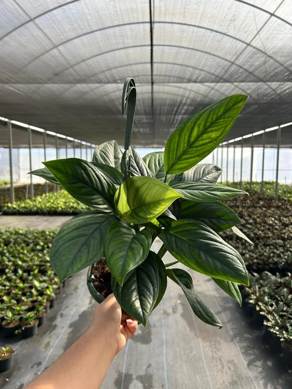 Monstera Black Onyx Live Plant - 6" Pot - Indoor/Outdoor Houseplant Monstera Black Onyx Live Plant - 6" Pot - Indoor/Outdoor Houseplant - Image 2