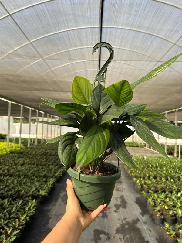 Monstera Black Onyx Live Plant - 6" Pot - Indoor/Outdoor Houseplant Monstera Black Onyx Live Plant - 6" Pot - Indoor/Outdoor Houseplant - Image 4