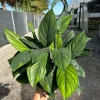 Monstera Black Onyx Live Plant - 6" Pot - Indoor/Outdoor Houseplant Monstera Black Onyx Live Plant - 6" Pot - Indoor/Outdoor Houseplant - Image 1