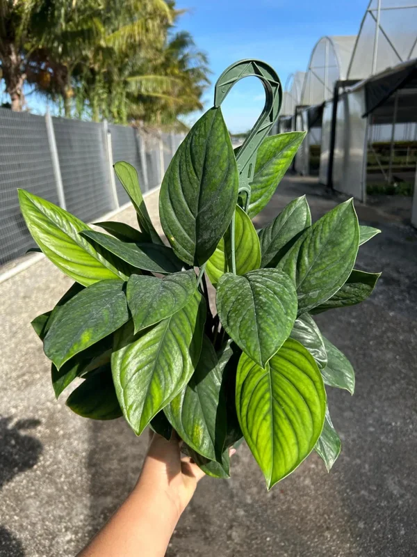 Monstera Black Onyx Live Plant - 6" Pot - Indoor/Outdoor Houseplant Monstera Black Onyx Live Plant - 6" Pot - Indoor/Outdoor Houseplant - Image 1