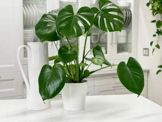 Monstera Deliciosa Cutting Live Plant - Tropical Split Leaf - Indoor & Outdoor Monstera Deliciosa Cutting Live Plant - Tropical Split Leaf - Indoor & Outdoor - Image 4