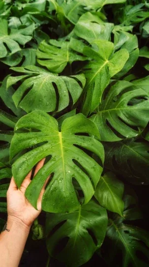Monstera Deliciosa Cutting Live Plant - Tropical Split Leaf - Indoor & Outdoor Monstera Deliciosa Cutting Live Plant - Tropical Split Leaf - Indoor & Outdoor - Image 5