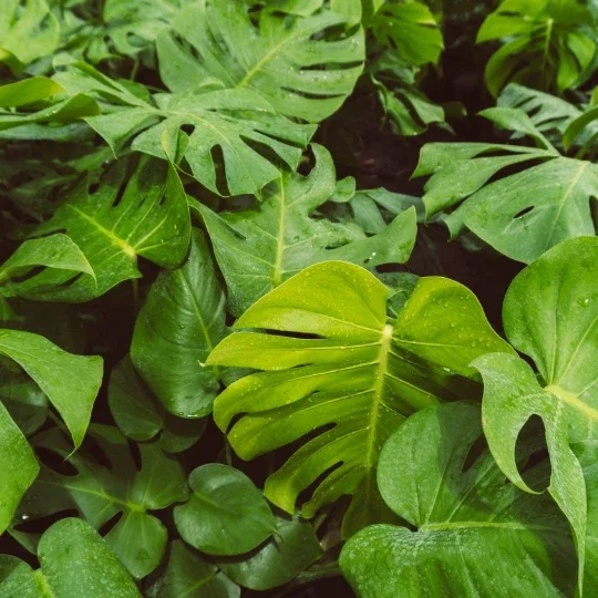 Monstera Deliciosa Cutting Live Plant - Tropical Split Leaf - Indoor & Outdoor Monstera Deliciosa Cutting Live Plant - Tropical Split Leaf - Indoor & Outdoor - Image 6