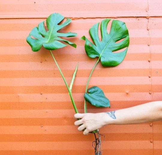 Monstera Deliciosa Cutting Live Plant - Tropical Split Leaf - Indoor & Outdoor - Image 1