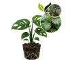 Monstera Deliciosa Live Plant – 4-6 Inch Swiss Cheese Indoor Houseplant - Image 1