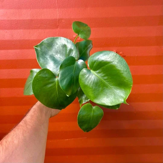 Monstera Deliciosa Live Plant – Split Leaf – 4 inch Pot – Indoor/Outdoor Monstera Deliciosa Live Plant – Split Leaf – 4 inch Pot – Indoor/Outdoor - Image 3