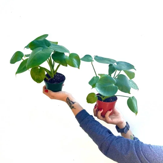 Monstera Deliciosa Live Plant – Split Leaf – 4 inch Pot – Indoor/Outdoor Monstera Deliciosa Live Plant – Split Leaf – 4 inch Pot – Indoor/Outdoor - Image 4