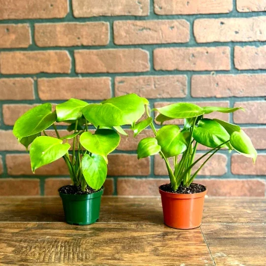 Monstera Deliciosa Live Plant – Split Leaf – 4 inch Pot – Indoor/Outdoor Monstera Deliciosa Live Plant – Split Leaf – 4 inch Pot – Indoor/Outdoor - Image 5