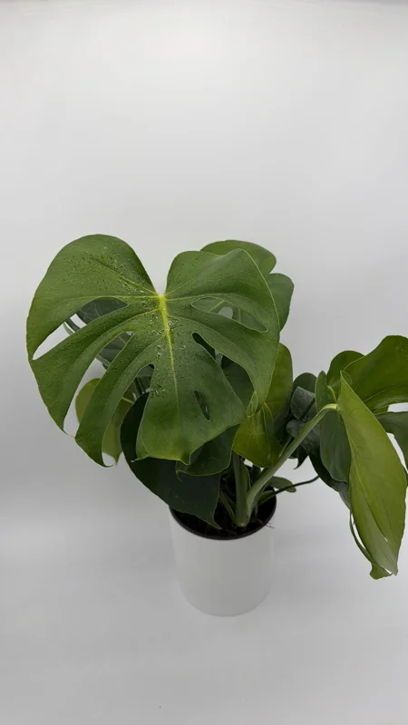 Monstera Deliciosa Live Plant – Tropical Houseplant – 6 Inch Pot – Indoor - Image 2
