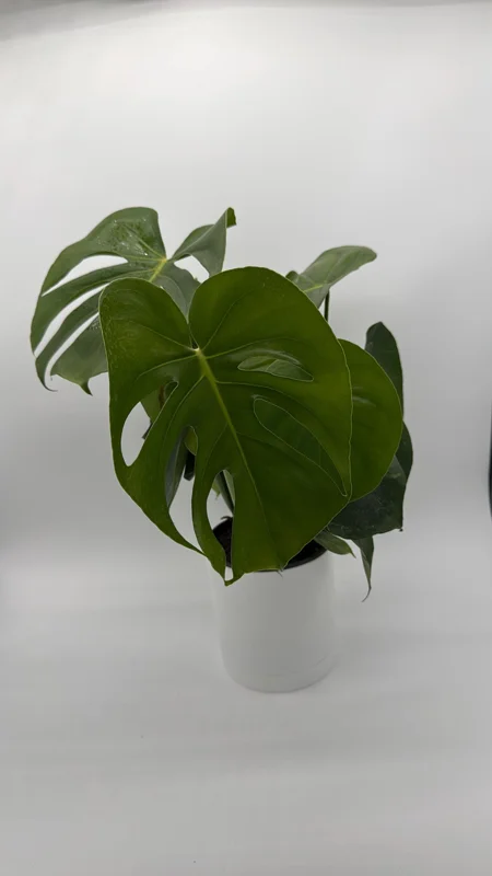Monstera Deliciosa Live Plant – Tropical Houseplant – 6 Inch Pot – Indoor Monstera Deliciosa Live Plant – Tropical Houseplant – 6 Inch Pot – Indoor - Image 3