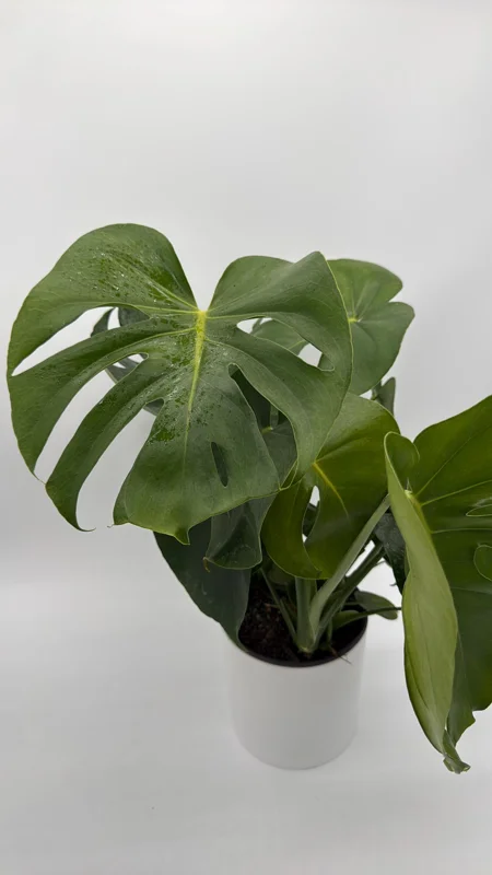Monstera Deliciosa Live Plant – Tropical Houseplant – 6 Inch Pot – Indoor Monstera Deliciosa Live Plant – Tropical Houseplant – 6 Inch Pot – Indoor - Image 4