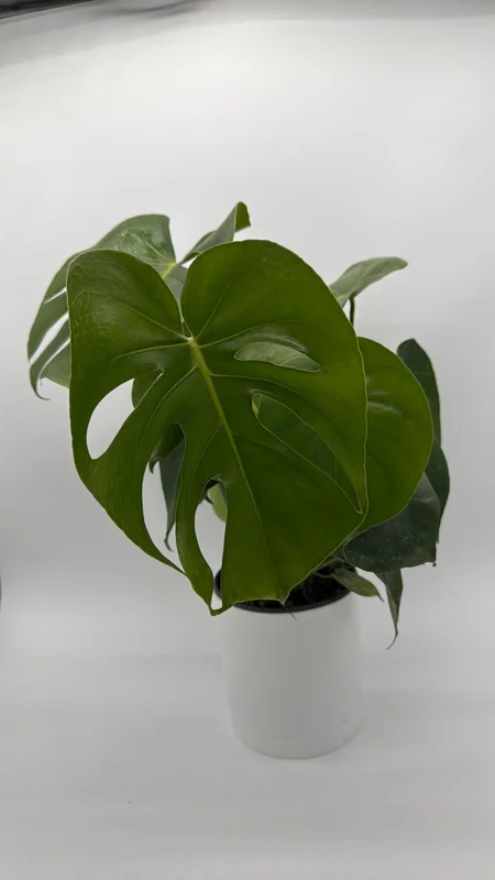 Monstera Deliciosa Live Plant – Tropical Houseplant – 6 Inch Pot – Indoor Monstera Deliciosa Live Plant – Tropical Houseplant – 6 Inch Pot – Indoor - Image 5