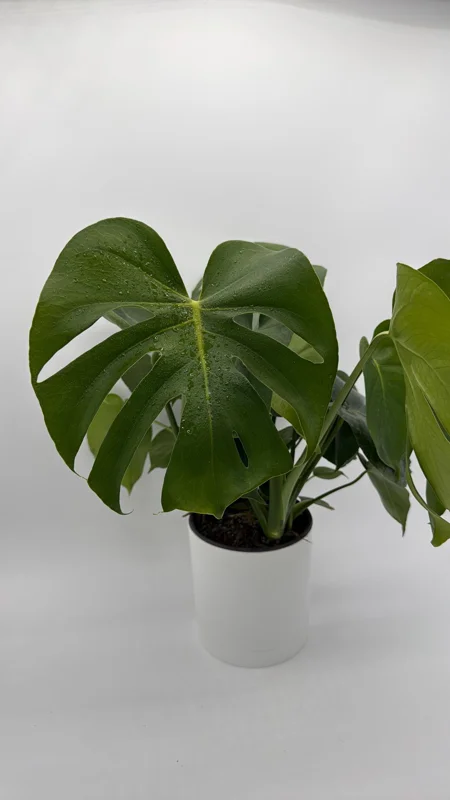 Monstera Deliciosa Live Plant – Tropical Houseplant – 6 Inch Pot – Indoor Monstera Deliciosa Live Plant – Tropical Houseplant – 6 Inch Pot – Indoor - Image 6