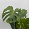 Monstera Deliciosa Live Plant – Tropical Houseplant – 6 Inch Pot – Indoor Monstera Deliciosa Live Plant – Tropical Houseplant – 6 Inch Pot – Indoor - Image 1