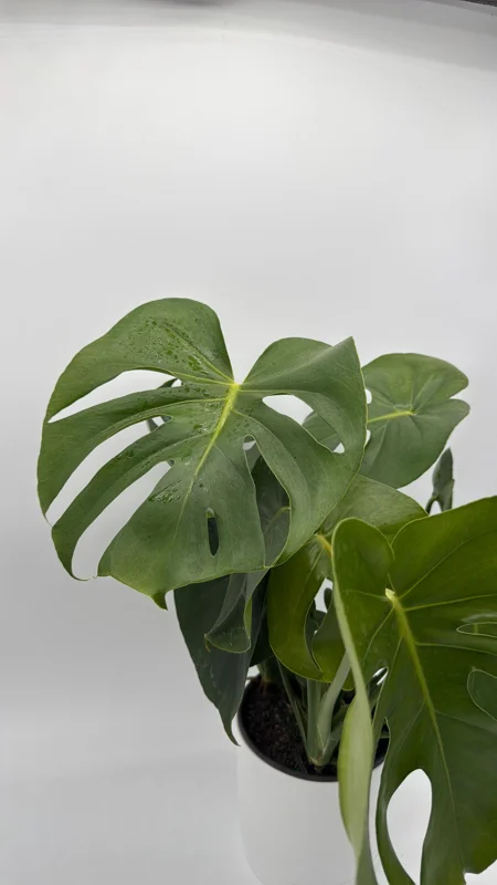Monstera Deliciosa Live Plant – Tropical Houseplant – 6 Inch Pot – Indoor - Image 1
